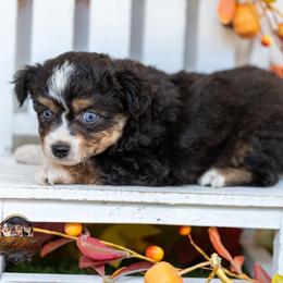 Samantha - Black tri female Toy Australian Shepherd puppy in Granbury, Texas from Best Little Aussies