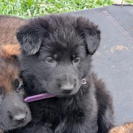 Purple - Black female German Shepherd puppy in Motley, Minnesota from Von Thomson Haus