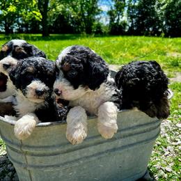 Bernedoodle puppies from Dreamer Ridge Puppies