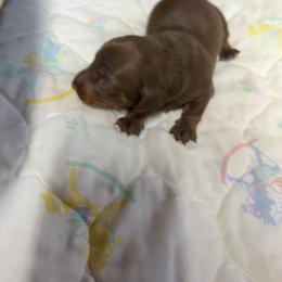 Annie - Chocolate and tan female Dachshund puppy in Birchtree, Missouri from Cruzan Dachshunds