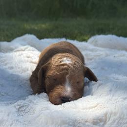 Jolene - Red  female Poodle puppy in Dayton, Washington from Country Sundance Poodles