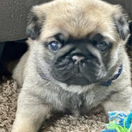 Navy - Fawn male Pug puppy in Baylis, Illinois from Cameo's Pugs