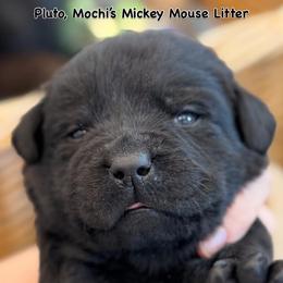 Pluto - Black male Labrador Retriever puppy in Owosso, Michigan from Bennington Retrievers
