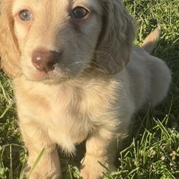 Baker - Cream male Dachshund puppy in Bentonville, Arkansas from T & D Dachshunds by design