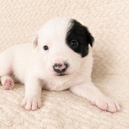 Myrtle - Female - Black and white female Border Collie puppy in Avery, Texas from Willa Creek Border Collies