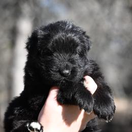 Ruff - Black male German Shepherd puppy in Azle, Texas from Nuckols-Alsup Canines German Shepherds