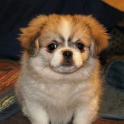Tibetan Spaniel Puppies from Solstice Kennel