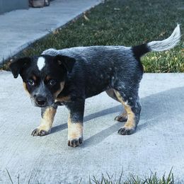 Australian Cattle Dog Puppies from Christensen Heelers