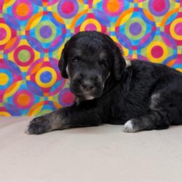 Tan - Black female Poodle puppy in Houma, Louisiana from Smart Azz Poodles
