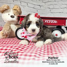 Cassiopeia - 'Cassie' - Pink Collar - Blue merle female Bernedoodle puppy in Jackson, Michigan from A Star is Born Doodles