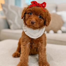 Selene - Red  female Goldendoodle puppy in Iola, Texas from Supreme Doodles of Texas