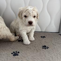 Boy 3 - Off-white male Lagotto Romagnolo puppy in Sherman, Texas from Texas Lagottos