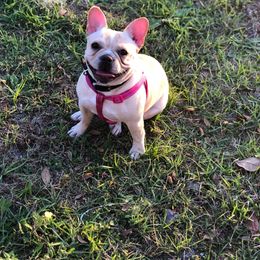 Sugar - French Bulldog