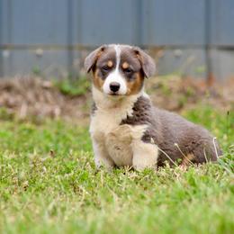 Girl 1 - Blue female Pembroke Welsh Corgi puppy in Ocala, Florida from Dolan Farms Corgis