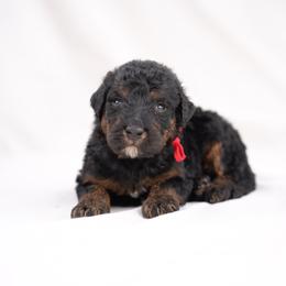 Red collar - Phantom female Bernedoodle puppy in Spokane, Washington from Doodle Love