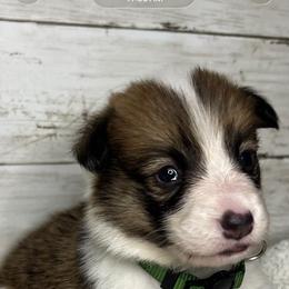 Boy 2 - White and red male Pembroke Welsh Corgi puppy in Dickinson, Texas from Gulf Coast Corgis