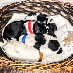 Labradoodle and Poodle Puppies from Lake City Poodles & Doodles