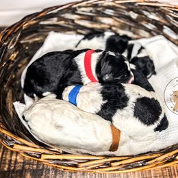 Labradoodle and Poodle Puppies from Lake City Poodles & Doodles