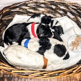 Labradoodle and Poodle Puppies from Lake City Poodles & Doodles