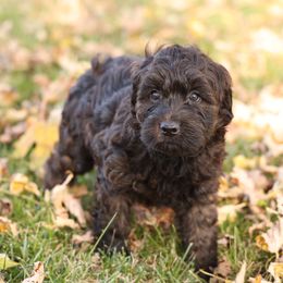 Grahm - Wheaten male Whoodle puppy in West Bend, Iowa from Blue Skies Terriers
