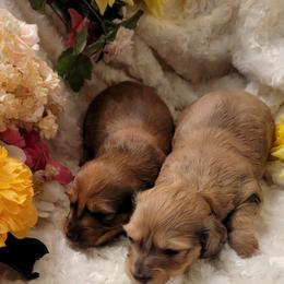 Dachshund Puppies from CLARK'S BREEDING PROGRAM