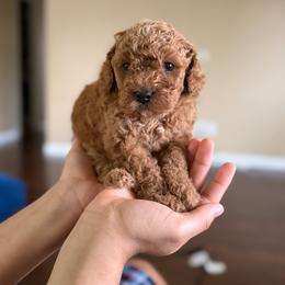 Apricot Boy 1 - Red male Cockapoo puppy in Little Elm, Texas from Breedlove Pupps