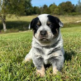 Mini Luna - Blue female Australian Cattle Dog puppy in Olive Hill, Kentucky from Tompkins Farm