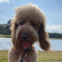 Romeo - Poodle