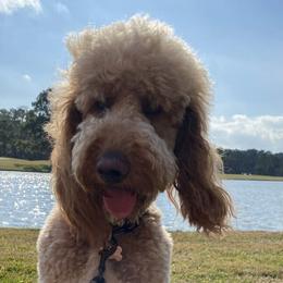 Romeo - Poodle