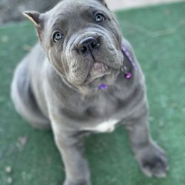 Cane Corso Puppies from Virtue Cane Corso