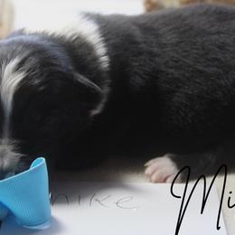 Mike - Black tri-color male Australian Shepherd puppy in Pekin, Illinois from Rockin' Aussies