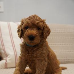 Sky - Apricot male Goldendoodle puppy in Galt, California from Foxi Goldendoodles