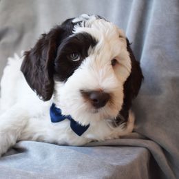 Australian Labradoodle Puppies from Frosty Hill Australian Labradoodles