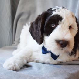 Australian Labradoodle Puppies from Frosty Hill Australian Labradoodles