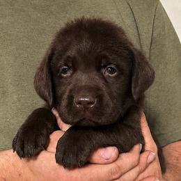 Lafayette - Chocolate male Labrador Retriever puppy in Morriston, Florida from Penny Lane Labradors