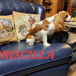 PRISCELLA - Cavalier King Charles Spaniel