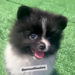 Balin - Black parti male Pomeranian puppy in Boca Raton, Florida from Poms of The Shire