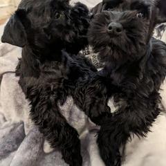 Girl 2 - Black Miniature Schnauzer puppy in New Windsor, Maryland from Classic Miniature Schnauzers