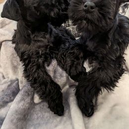Girl 2 - Black Miniature Schnauzer puppy in New Windsor, Maryland from Classic Miniature Schnauzers