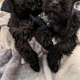 Girl 2 - Black Miniature Schnauzer puppy in New Windsor, Maryland from Classic Miniature Schnauzers