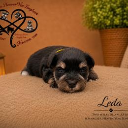 Leda AKC - Black and silver female Miniature Schnauzer puppy in Pelzer, South Carolina from Schnauzer Heaven Von Longbach