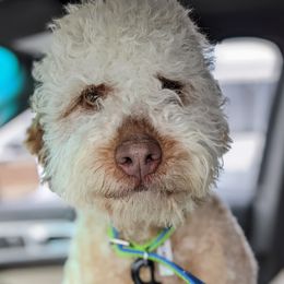 Floof - Lagotto Romagnolo