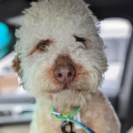Floof - Lagotto Romagnolo