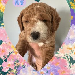 Dune - Apricot male Goldendoodle puppy in Danville, Virginia from Stella’s Stunning Goldendoodles of VA
