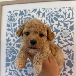 Liberty - Apricot female Maltipoo puppy in Wendell, North Carolina from Teddys Teddy Bears