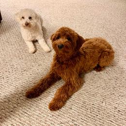 Bernedoodle and Goldendoodle All Grown Up from Dainty Doodle Dogs