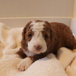 Lexi - Red female Bernedoodle puppy in Narvon, Pennsylvania from Mahlon's Bernedoodles