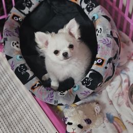 Comet - Chihuahua