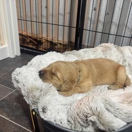 Cash - Golden male Golden Retriever puppy in Evansville, Wyoming from Pura Vida Golden Retrievers