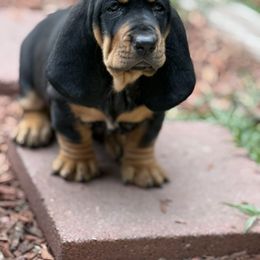 Annabelle - Black and brown female Basset Hound puppy in Glen Burnie, Maryland from Jenna's Basset Hounds